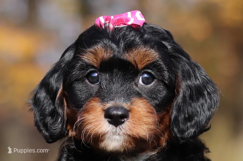 Della – Cavapoo puppy on hold in Millersburg, OH