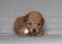 Asher, a male Poodle - Miniature  for sale in Millersburg, OH – 3 of 4