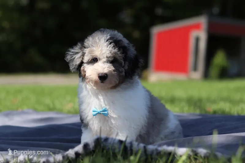 Bandit (AKC) – Poodle - Miniature  puppy for sale in Millersburg, OH