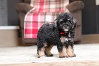 Axel, a male Poodle - Miniature  for sale in Millersburg, OH – 4 of 5