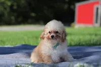 Denver (AKC), a male Poodle - Miniature  for sale in Millersburg, OH – 3 of 4