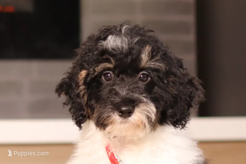 Maverick (AKC) – Poodle - Miniature  puppy for sale in Millersburg, OH
