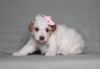 Annie, a female Poodle - Miniature  for sale in Millersburg, OH – 2 of 3