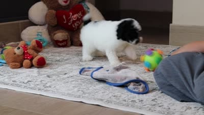 Domino, a male Poodle - Miniature  for sale in Millersburg, OH – 5 of 5