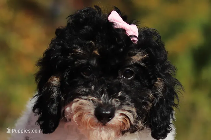 Cassie (AKC) – Poodle - Miniature  puppy for sale in Millersburg, OH