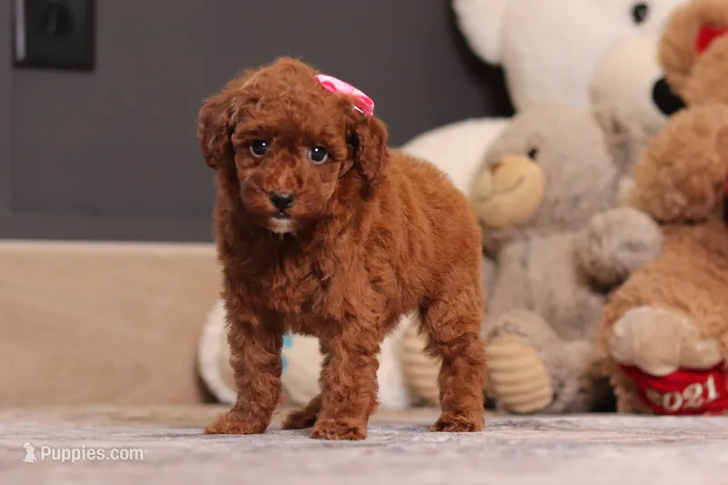 Valerie – Poodle - Miniature  puppy for sale in Millersburg, OH