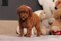 Valerie, a female Poodle - Miniature  for sale in Millersburg, OH – 1 of 4