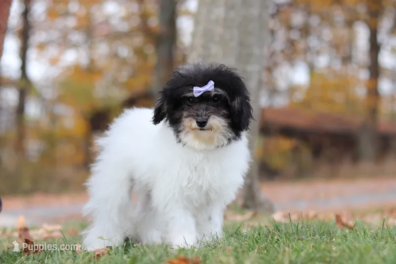 Amber (AKC) – Poodle - Miniature  puppy for sale in Millersburg, OH