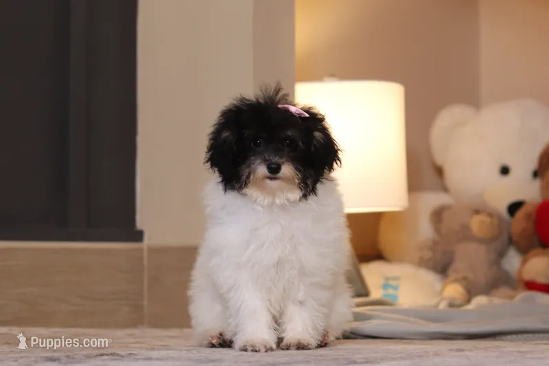 Amber (AKC) – Poodle - Miniature  puppy for sale in Millersburg, OH
