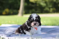 Dawson (AKC), a male Poodle - Miniature  for sale in Millersburg, OH – 3 of 4