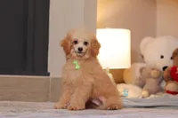 Asher (AKC), a male Poodle - Miniature  for sale in Millersburg, OH – 2 of 7