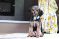 Ranger, a male Poodle - Miniature  for sale in Millersburg, OH – 1 of 4