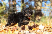Sterling (AKC), a male Poodle - Miniature  for sale in Millersburg, OH – 3 of 9