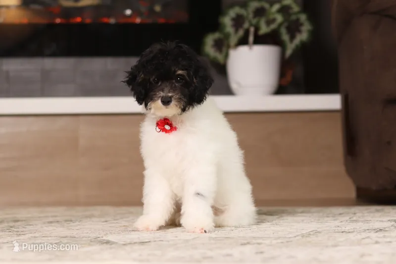 Holly – Poodle - Miniature  puppy for sale in Millersburg, OH