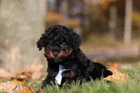 Carson (AKC), a male Poodle - Miniature  for sale in Millersburg, OH – 5 of 8