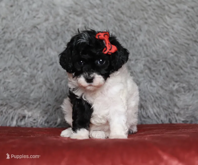 Winnie – Poodle - Miniature  puppy for sale in Millersburg, OH