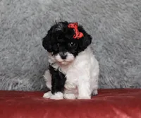 Winnie, a female Poodle - Miniature  for sale in Millersburg, OH – 1 of 4