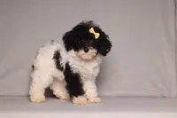 Winnie, a female Poodle - Miniature  for sale in Millersburg, OH – 3 of 4