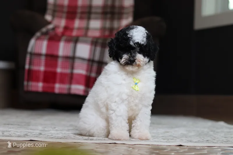 Domino – Poodle - Miniature  puppy for sale in Millersburg, OH