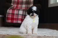Domino, a male Poodle - Miniature  for sale in Millersburg, OH – 2 of 5