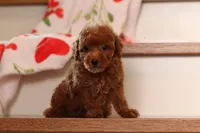 Vince (AKC), a male Poodle - Miniature  for sale in Millersburg, OH – 6 of 8