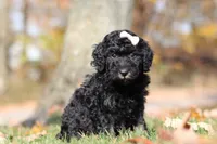 Janice (AKC), a female Poodle - Miniature  for sale in Millersburg, OH – 4 of 6