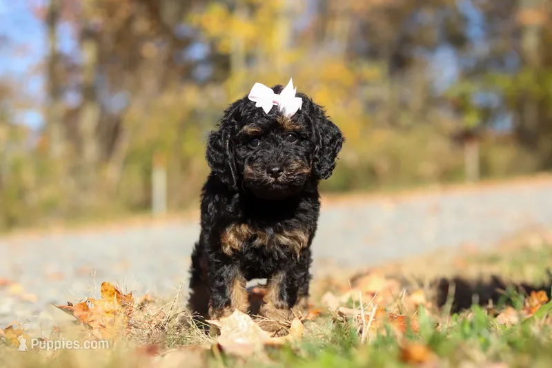 Sadie (AKC) – Poodle - Miniature  puppy for sale in Millersburg, OH