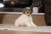 Mabel (AKC), a female Poodle - Miniature  for sale in Millersburg, OH – 3 of 7