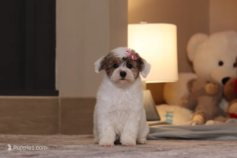 Alma (AKC) – Poodle - Miniature  puppy for sale in Millersburg, OH