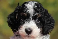 Jace (AKC), a male Poodle - Miniature  for sale in Millersburg, OH – 1 of 6