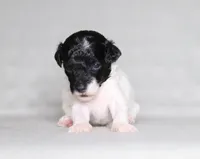 Hunter, a male Poodle - Miniature  for sale in Millersburg, OH – 2 of 5