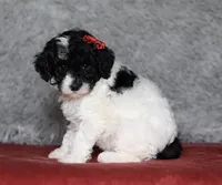 Paisley, a female Poodle - Miniature  for sale in Millersburg, OH – 2 of 3
