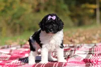 Joisie (AKC), a female Poodle - Miniature  for sale in Millersburg, OH – 3 of 6