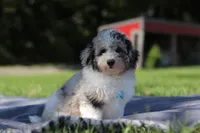 Bandit (AKC), a male Poodle - Miniature  for sale in Millersburg, OH – 2 of 4