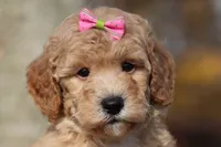 Jewel (AKC), a female Poodle - Miniature  for sale in Millersburg, OH – 1 of 7