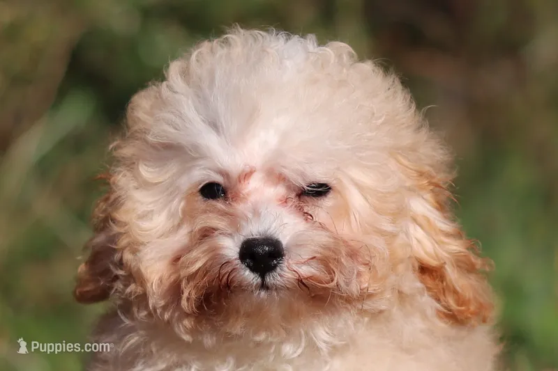 Denver (AKC) – Poodle - Miniature  puppy for sale in Millersburg, OH