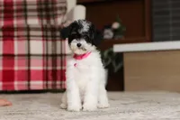 Harper, a female Poodle - Miniature  for sale in Millersburg, OH – 6 of 7