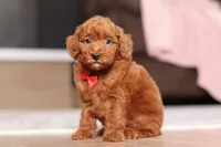 Murphy (AKC), a male Poodle - Miniature  for sale in Millersburg, OH – 3 of 7