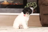 Holly, a female Poodle - Miniature  for sale in Millersburg, OH – 2 of 7