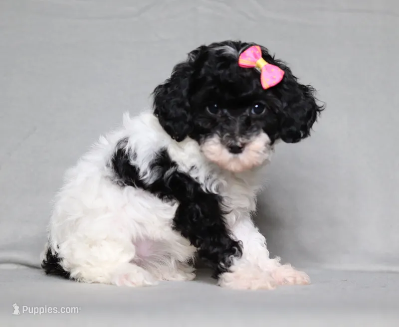 Winnie – Poodle - Miniature  puppy for sale in Millersburg, OH