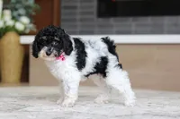 Cassie (AKC), a female Poodle - Miniature  for sale in Millersburg, OH – 5 of 7