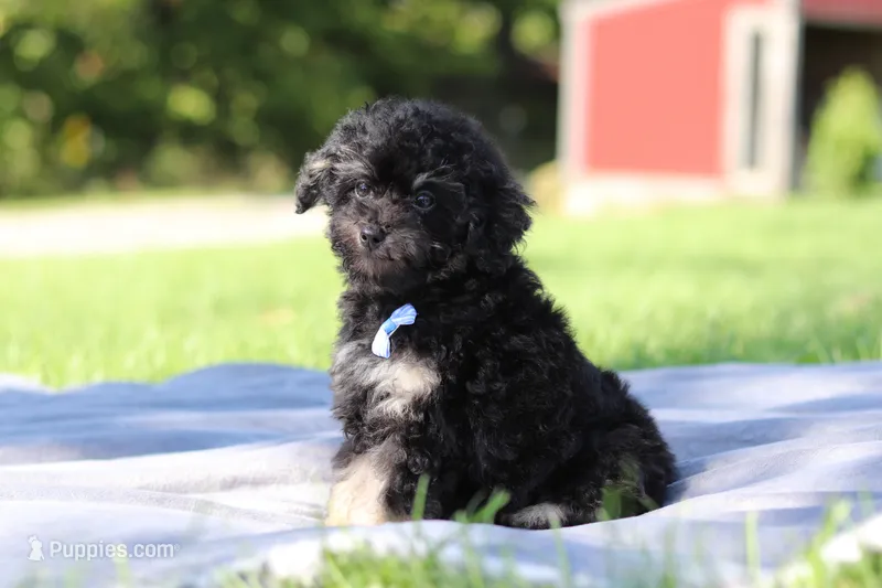 Dash (AKC) – Poodle - Miniature  puppy for sale in Millersburg, OH