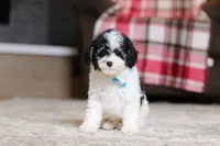 Hudson, a male Poodle - Miniature  for sale in Millersburg, OH – 3 of 4