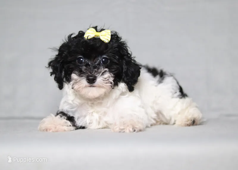 Winnie – Poodle - Miniature  puppy for sale in Millersburg, OH