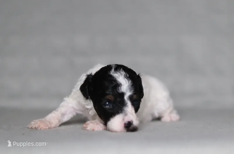 Harper – Poodle - Miniature  puppy for sale in Millersburg, OH