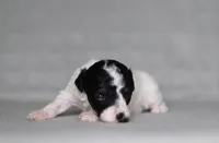 Harper, a female Poodle - Miniature  for sale in Millersburg, OH – 1 of 5