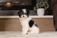 Hudson, a male Poodle - Miniature  for sale in Millersburg, OH – 3 of 7
