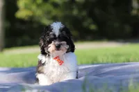 Dawson (AKC), a male Poodle - Miniature  for sale in Millersburg, OH – 1 of 4