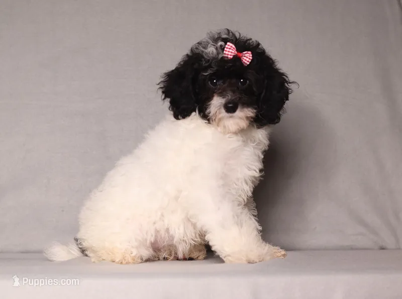 Paisley – Poodle - Miniature  puppy for sale in Millersburg, OH