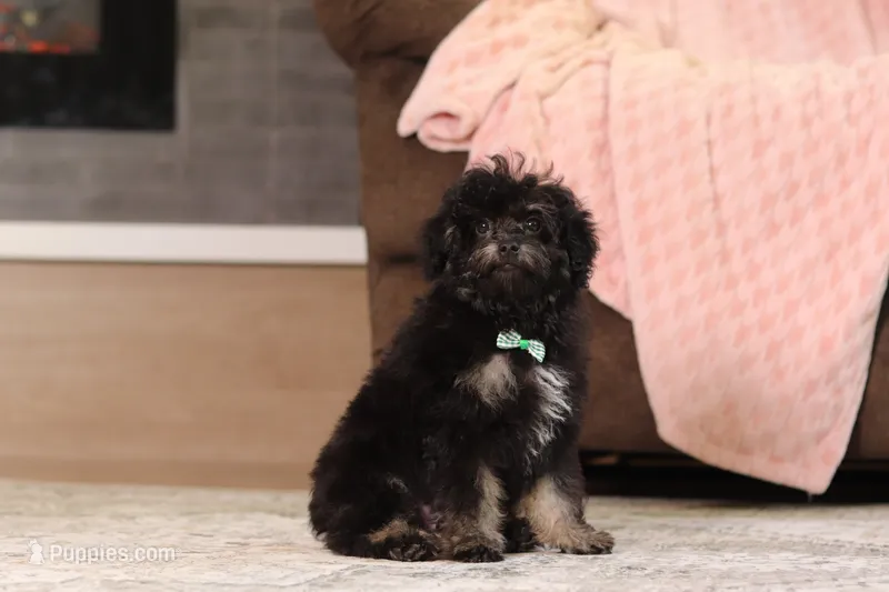 Dexter (AKC) – Poodle - Miniature  puppy for sale in Millersburg, OH